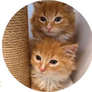 Alternative view of Sponsor a Kitten $100